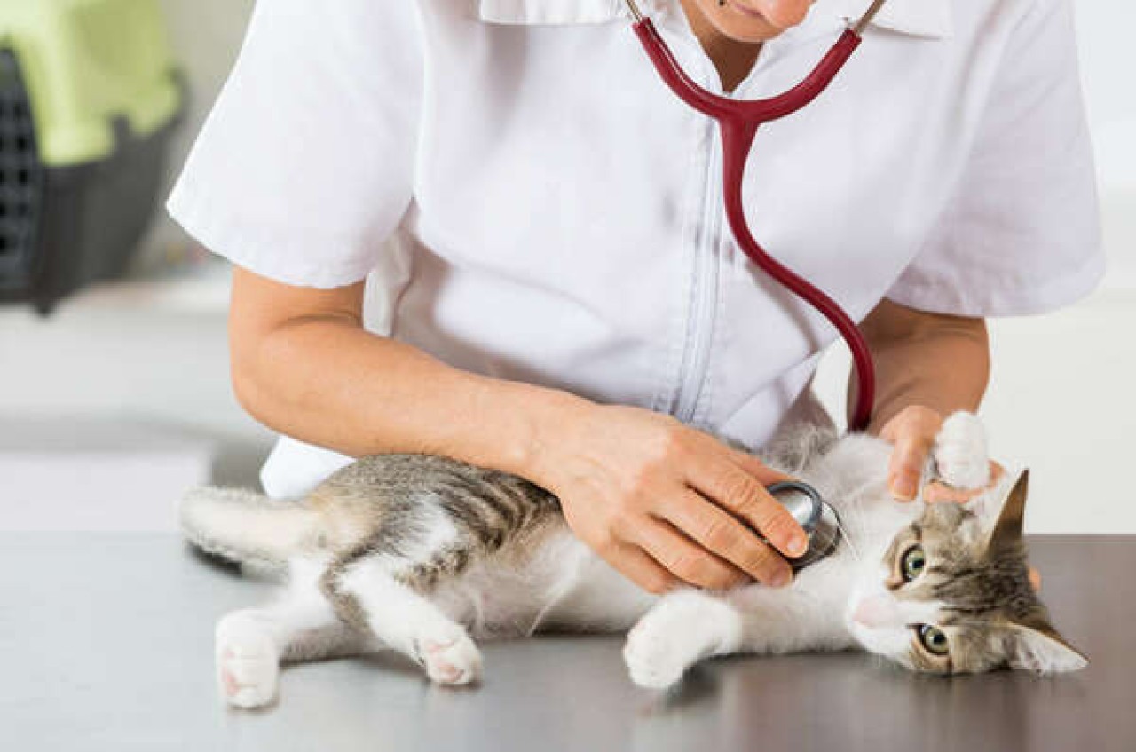 Clinique VETO SUR COUZE