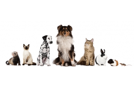 Clinique Veterinaire Des Acacias