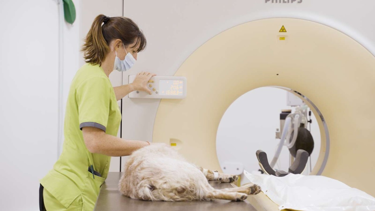 Vétérinaire canin autonome en médecine interne CDI (F/H)