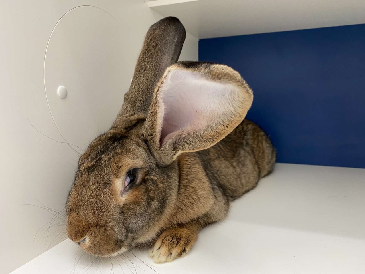 Clinique Vétérinaire Fleming