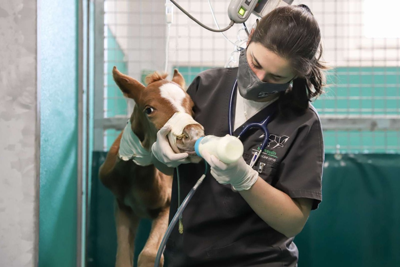 Vet'Eq - vétérinaire équin à domicile