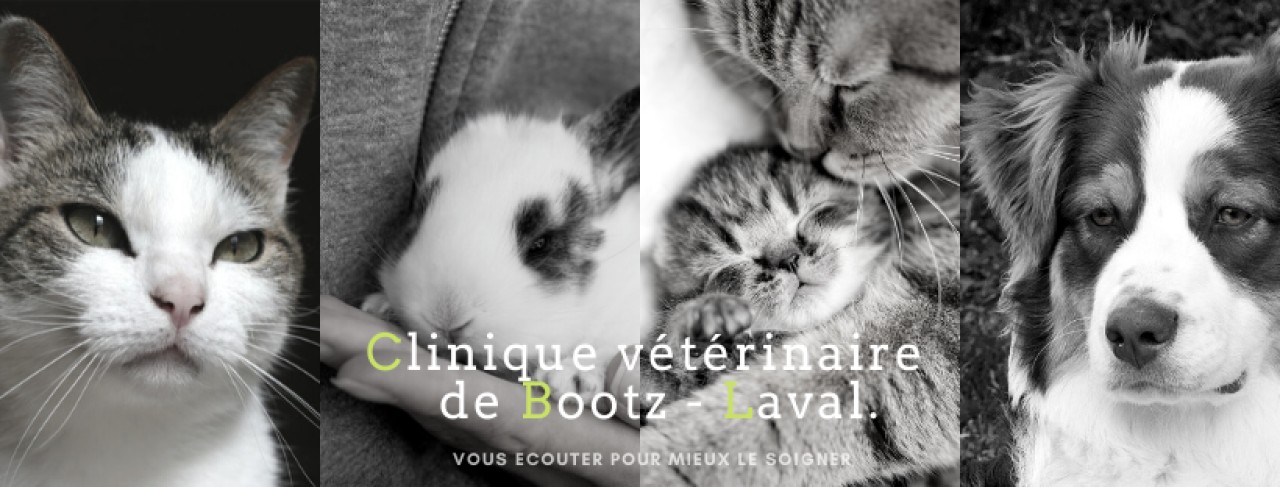 Clinique Vétérinaire De Bootz