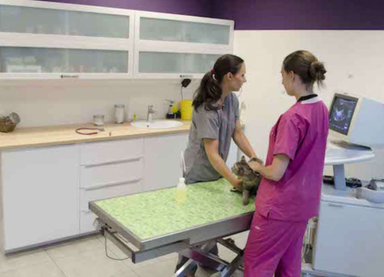 SELARL VETERINAIRE DES ROMAINS