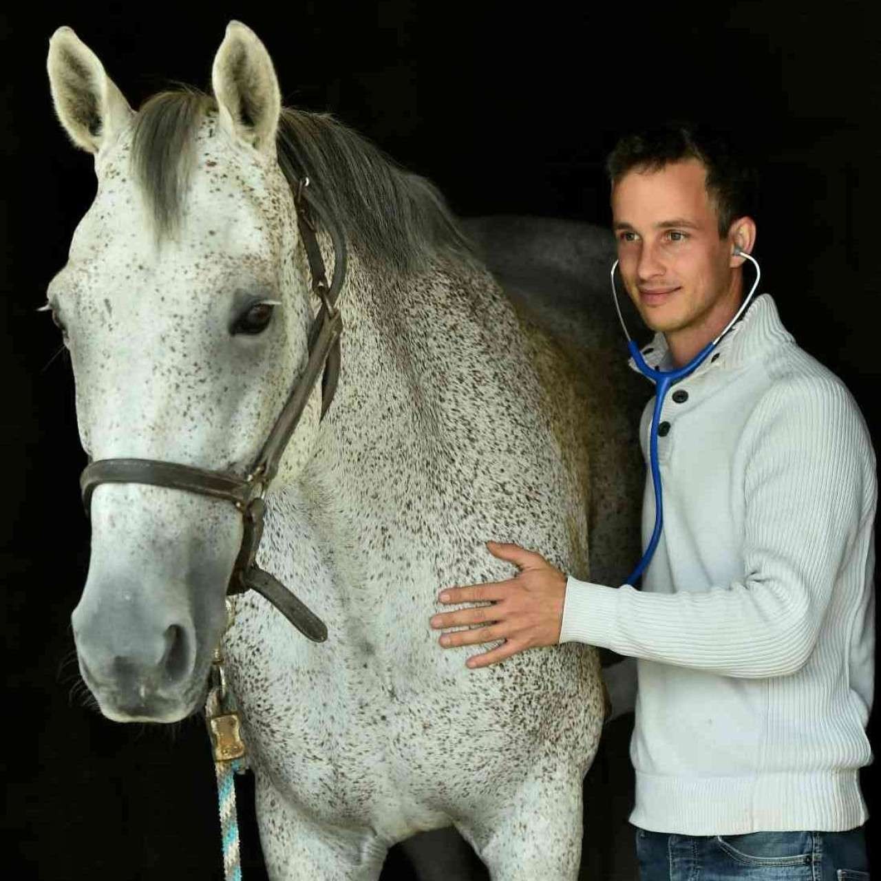 Clinique Animaux Et Compagnie