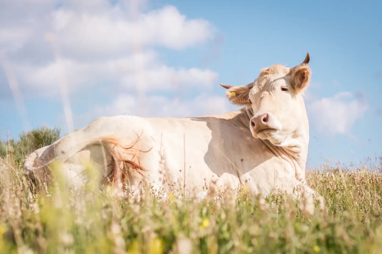 CLINIQUE VETERINAIRE DE MARCHEDIEU