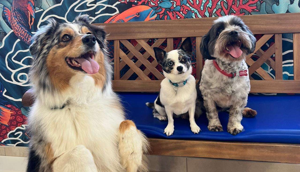 Clinique Vétérinaire Des Drs Chabaud