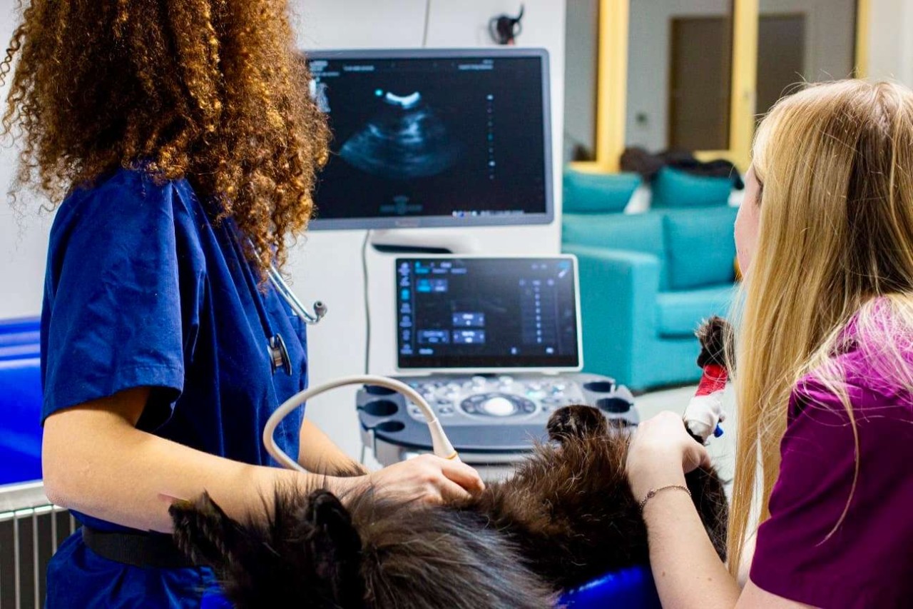 MAISONS DES URGENCES VETERINAIRES