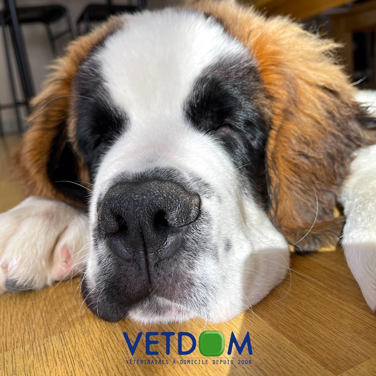 Sas Faget Viennet Veterinaires