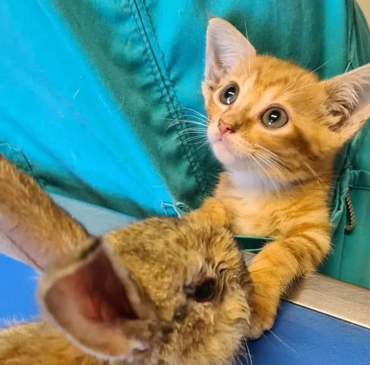 Clinique Veterinaire Les Orchidees