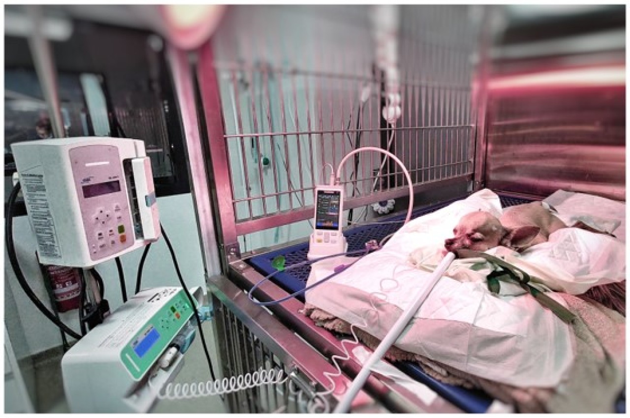 ROUEN Vétérinaire urgentiste en clinique et en équipe. Expérience bienvenue ! (F/H)