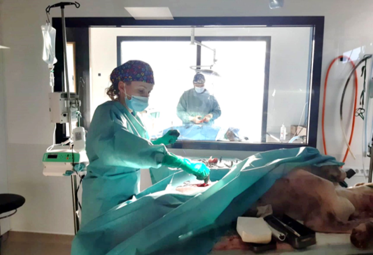 ROUEN Vétérinaire urgentiste en clinique et en équipe. Expérience bienvenue ! (F/H)