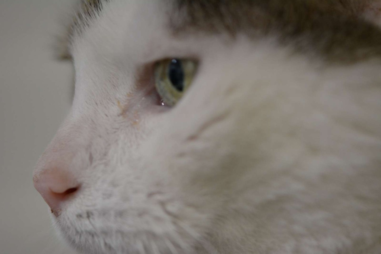 Vétérinaire CDI temps plein (F/H)