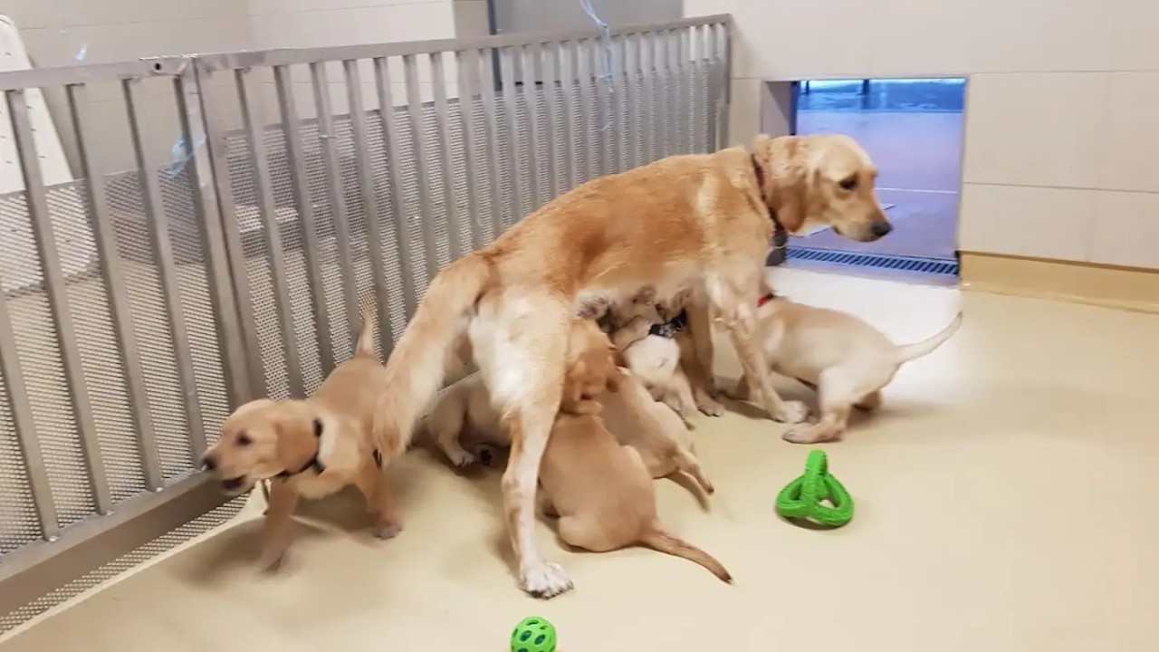 Vétérinaire - Paris 17ème (F/H)