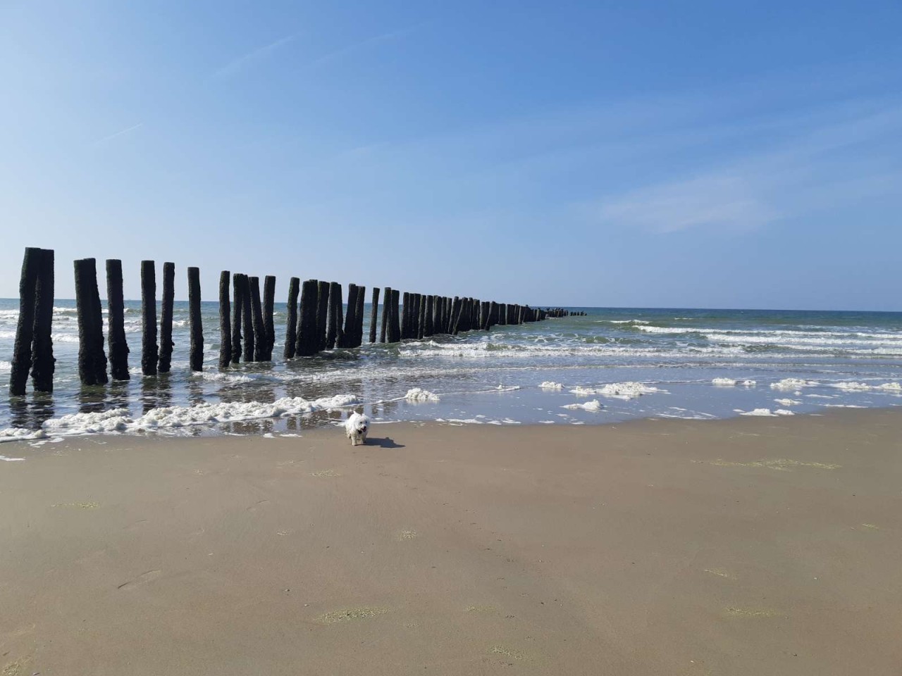 Clinique Vétérinaire Florentine