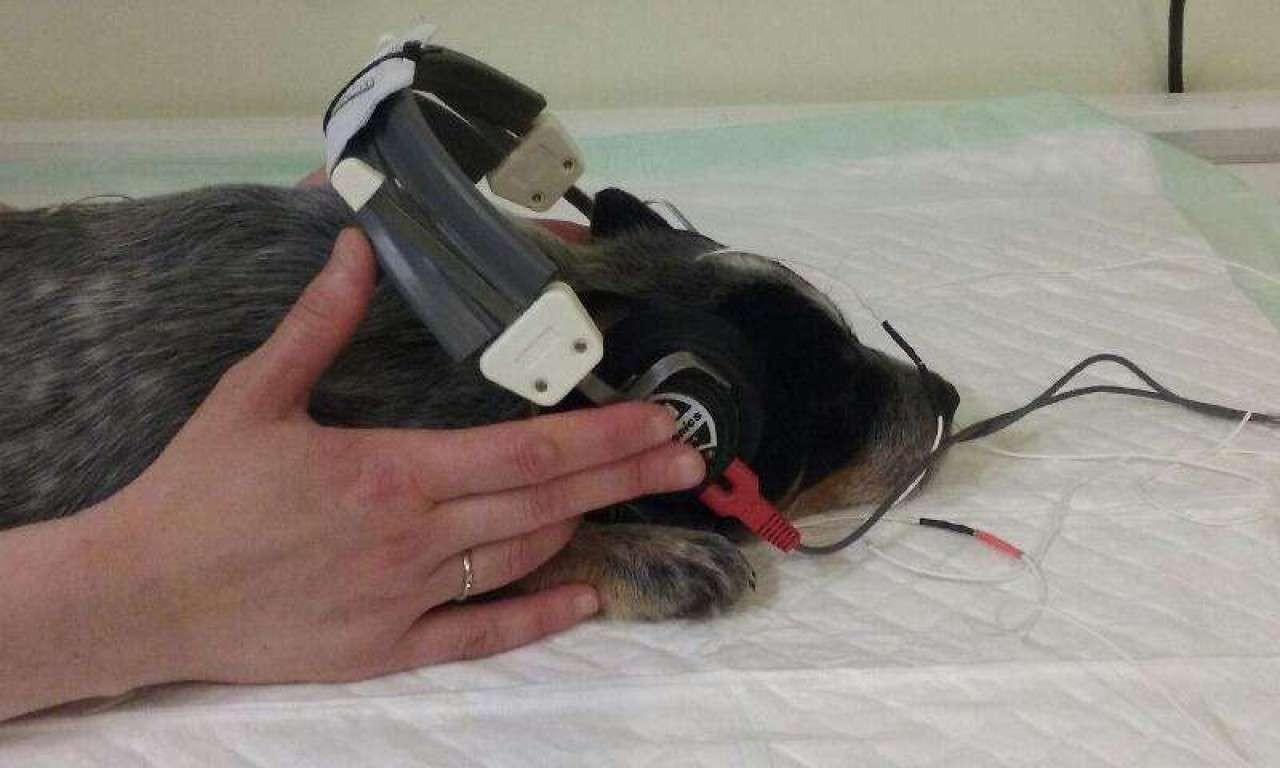 Cabinet Vétérinaire De L'esneval