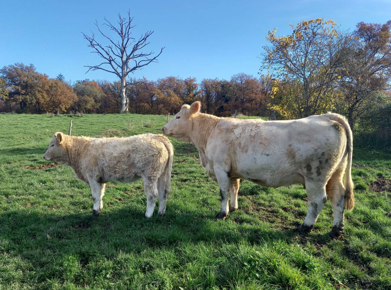 Cabinet Vétérinaire Laffineuse Briotet-Coulon