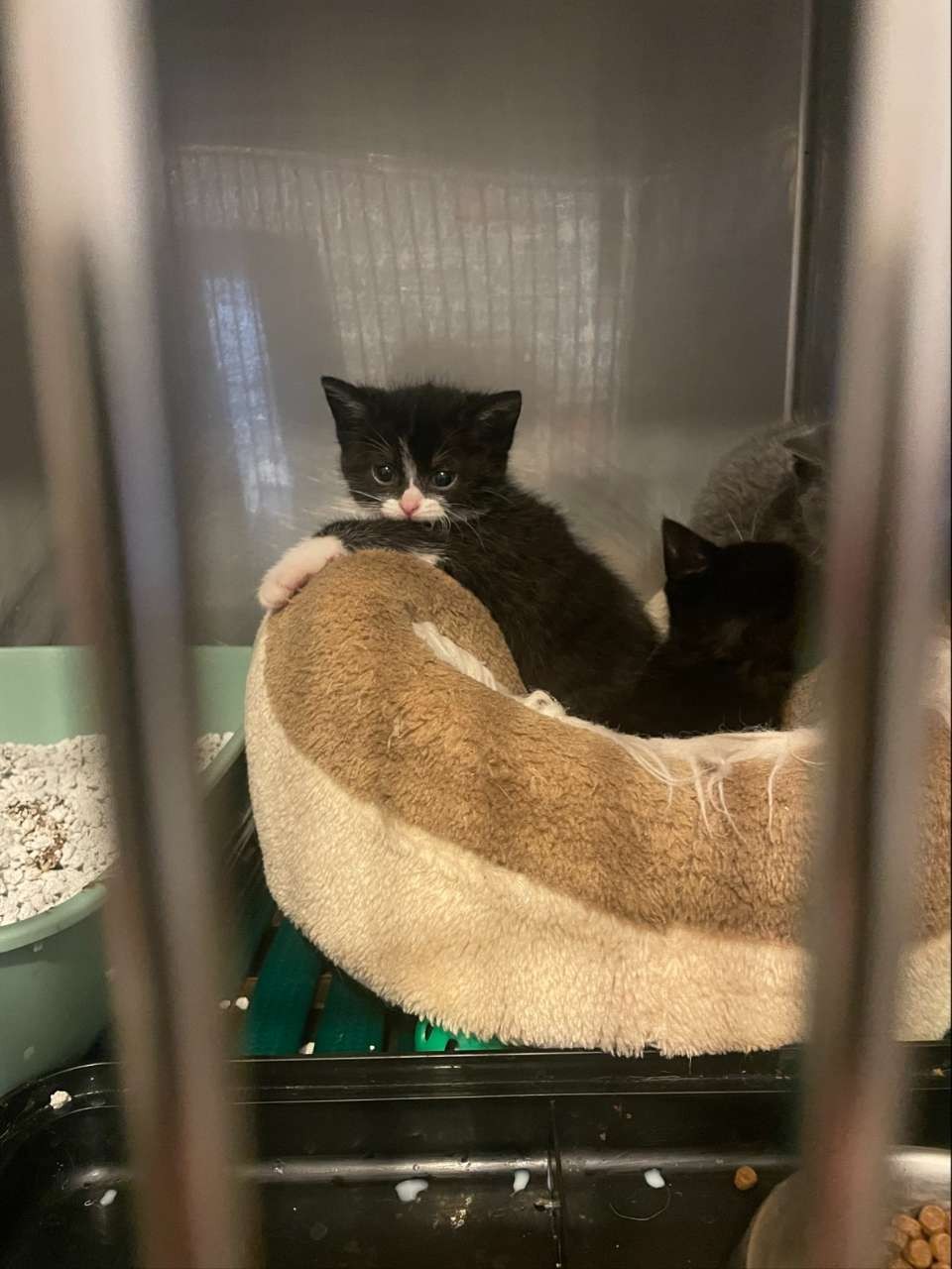 Clinique vétérinaire Gressens