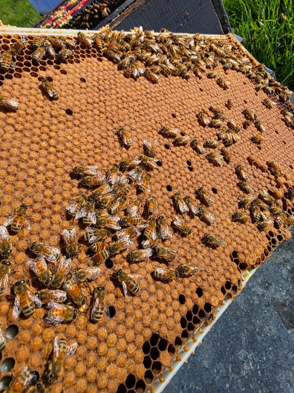 Technopole de Nouvelle-Calédonie