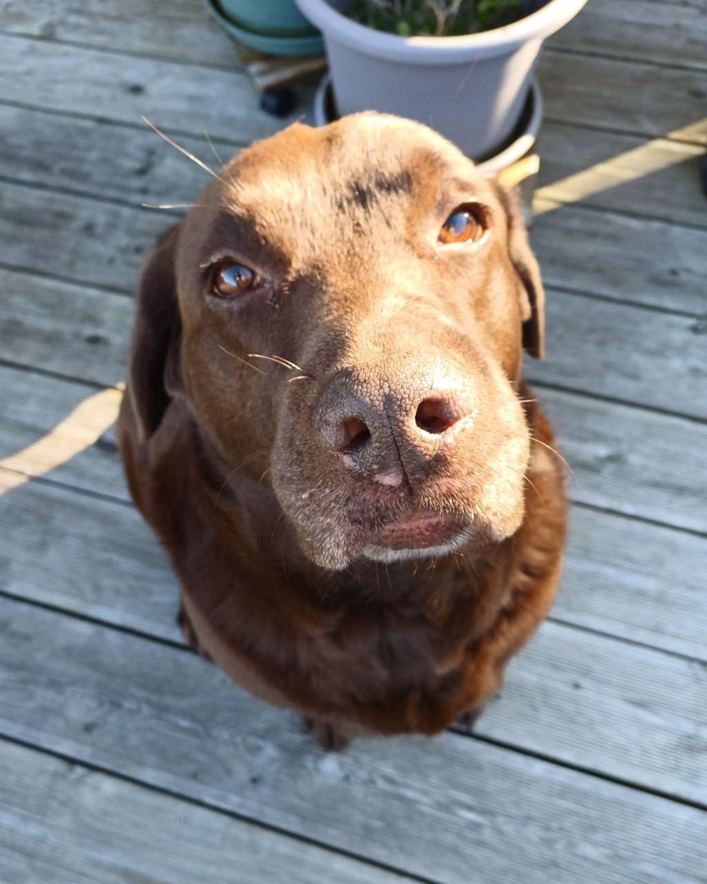 Selarl Du Moulin À Vent