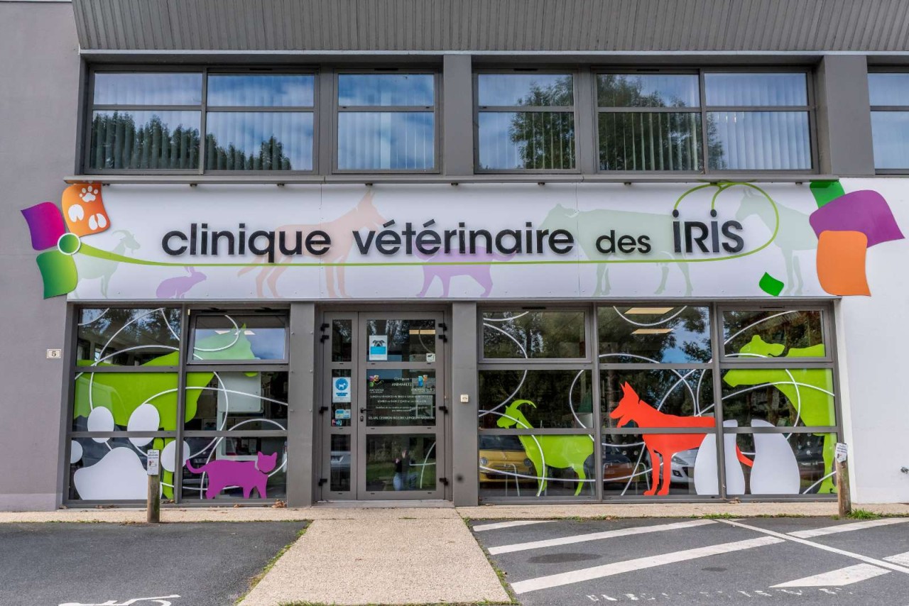 Cliniques Vétérinaires Des Iris Et De L'océan