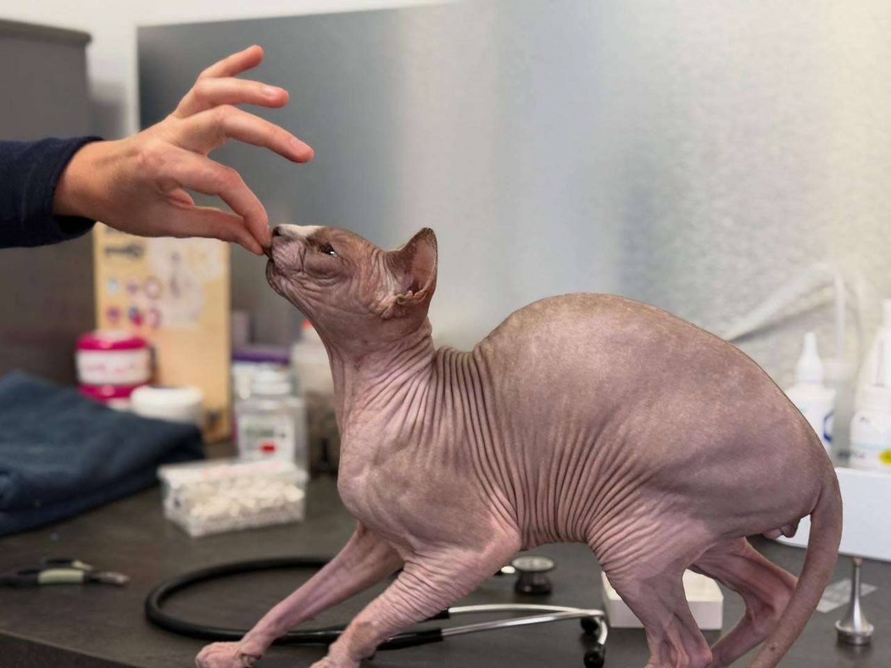 Clinique Vétérinaire Du Tilleul