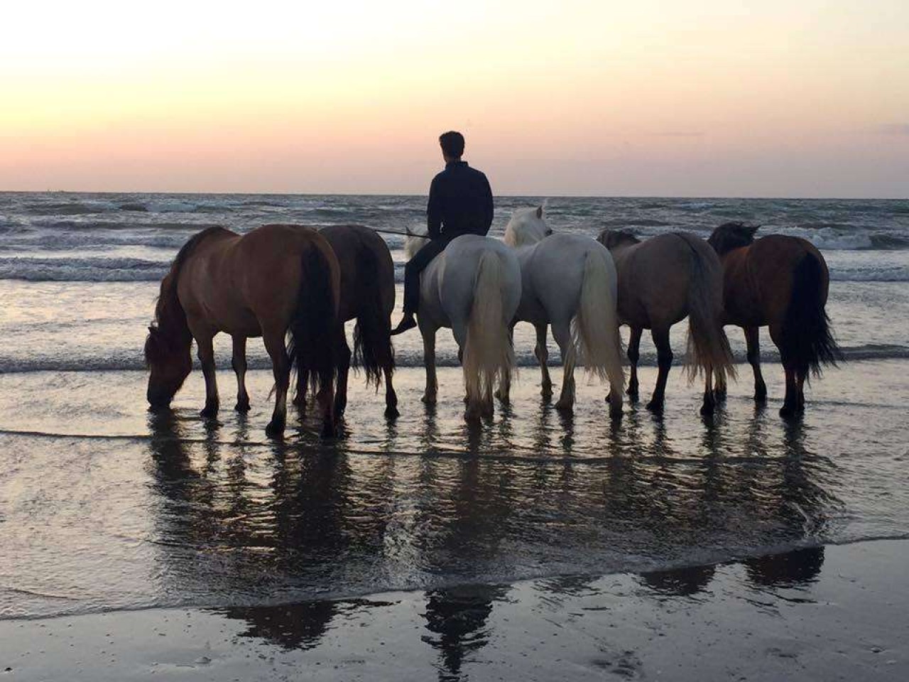Clinique Veterinaire De La Cote Fleurie