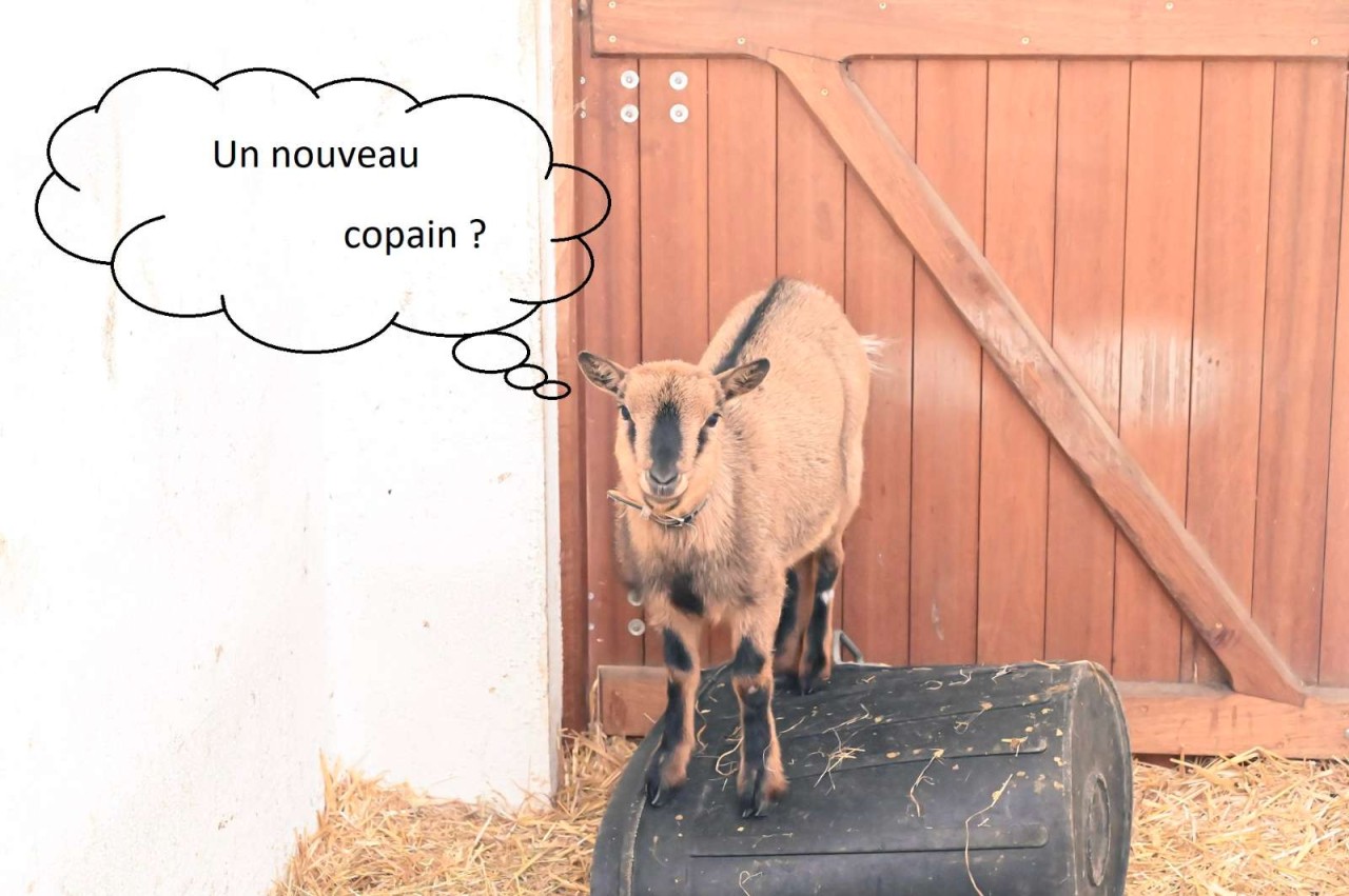 Selarl Des Veterinaires Galtois