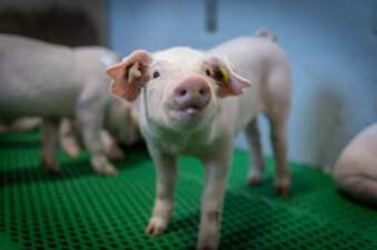 IFIP-Institut du porc