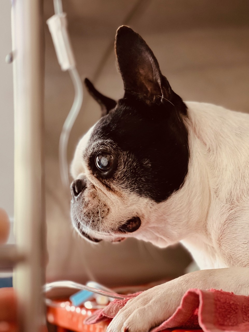 Cabinet Veterinaire D'orgerus