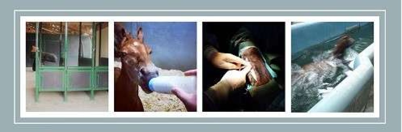 CLINIQUE VETERINAIRE EQUINE VALERE-BOUTIN