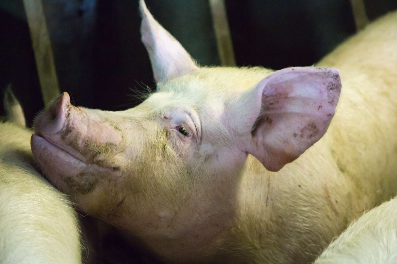 Selarl Veterinaire Des Ajoncs