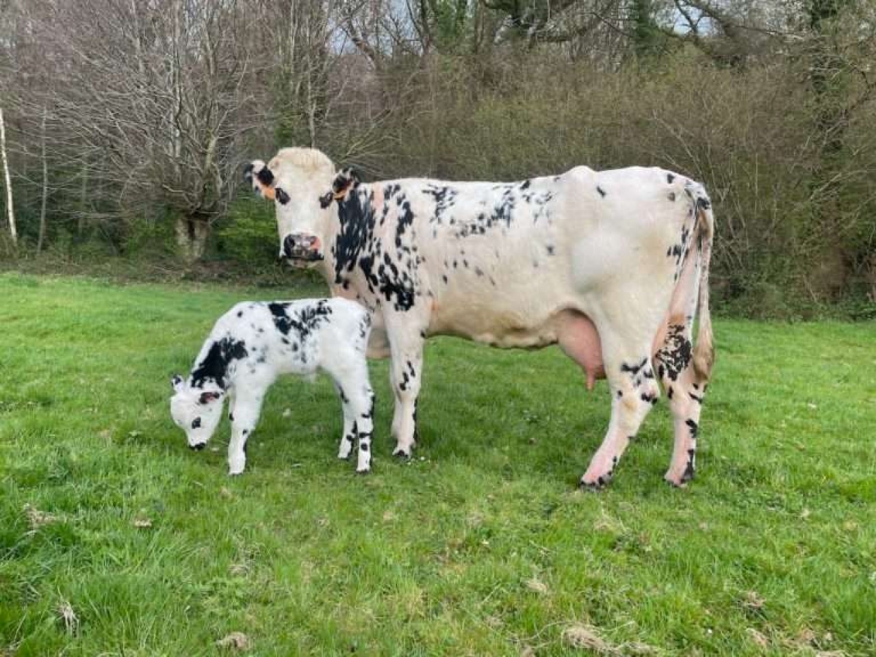 Clinique Vétérinaire de la Risle