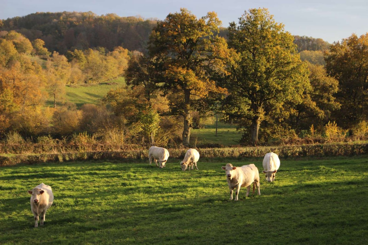 Selarl De Vétérinaires Vet-Oz