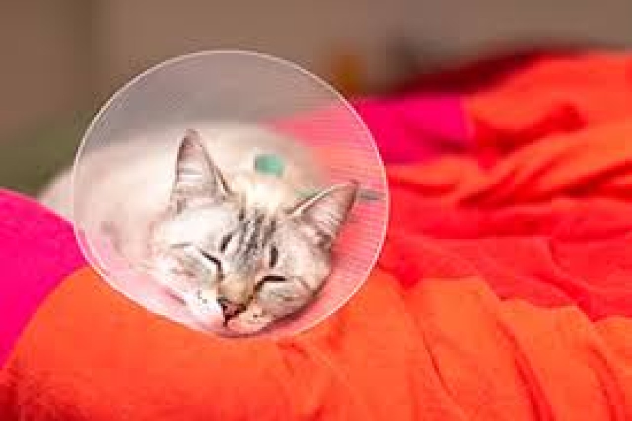 Vétérinaires Taupin Haferstoh