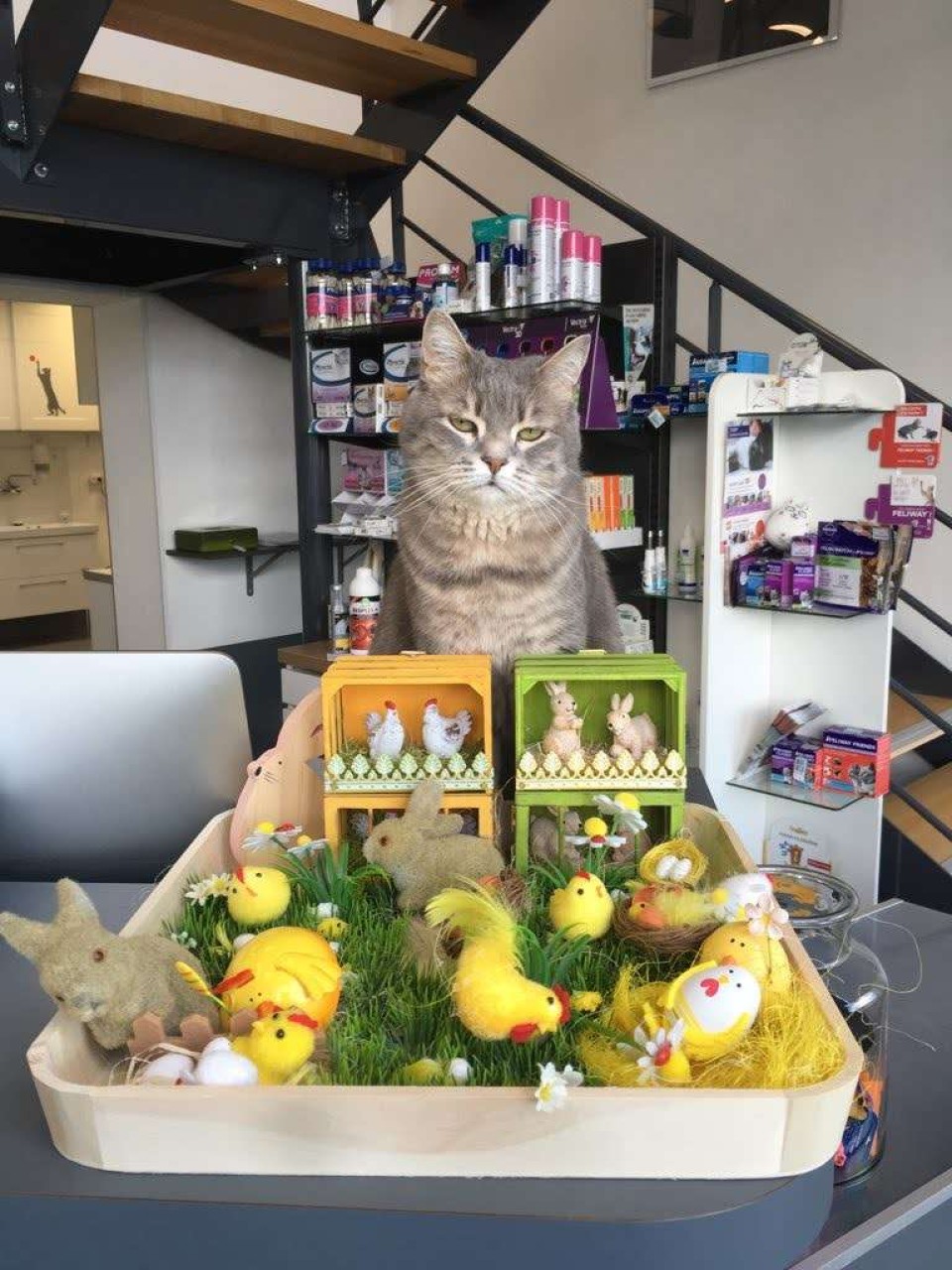 Selarl Vétérinaire Des Drs Tubiana Et Cazin