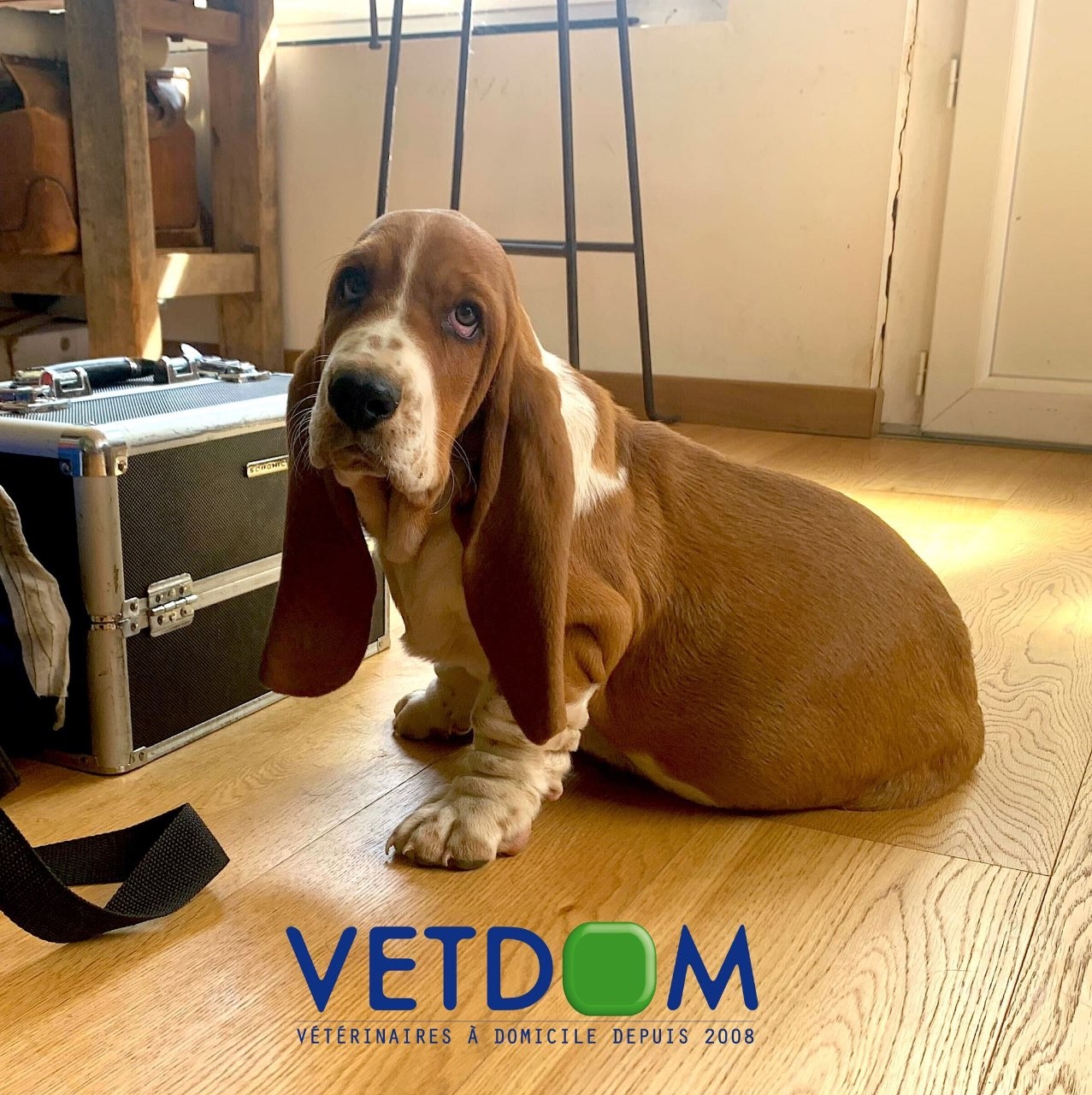 Sas Faget Viennet Veterinaires