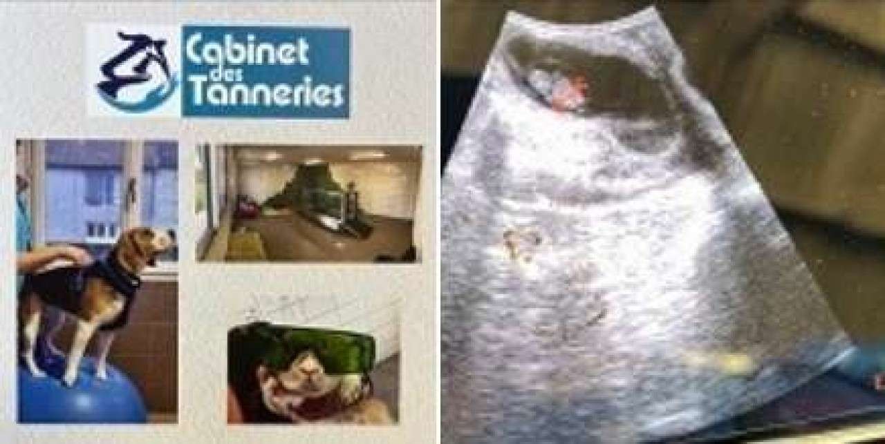 Cabinet Vétérinaire Des Tanneries