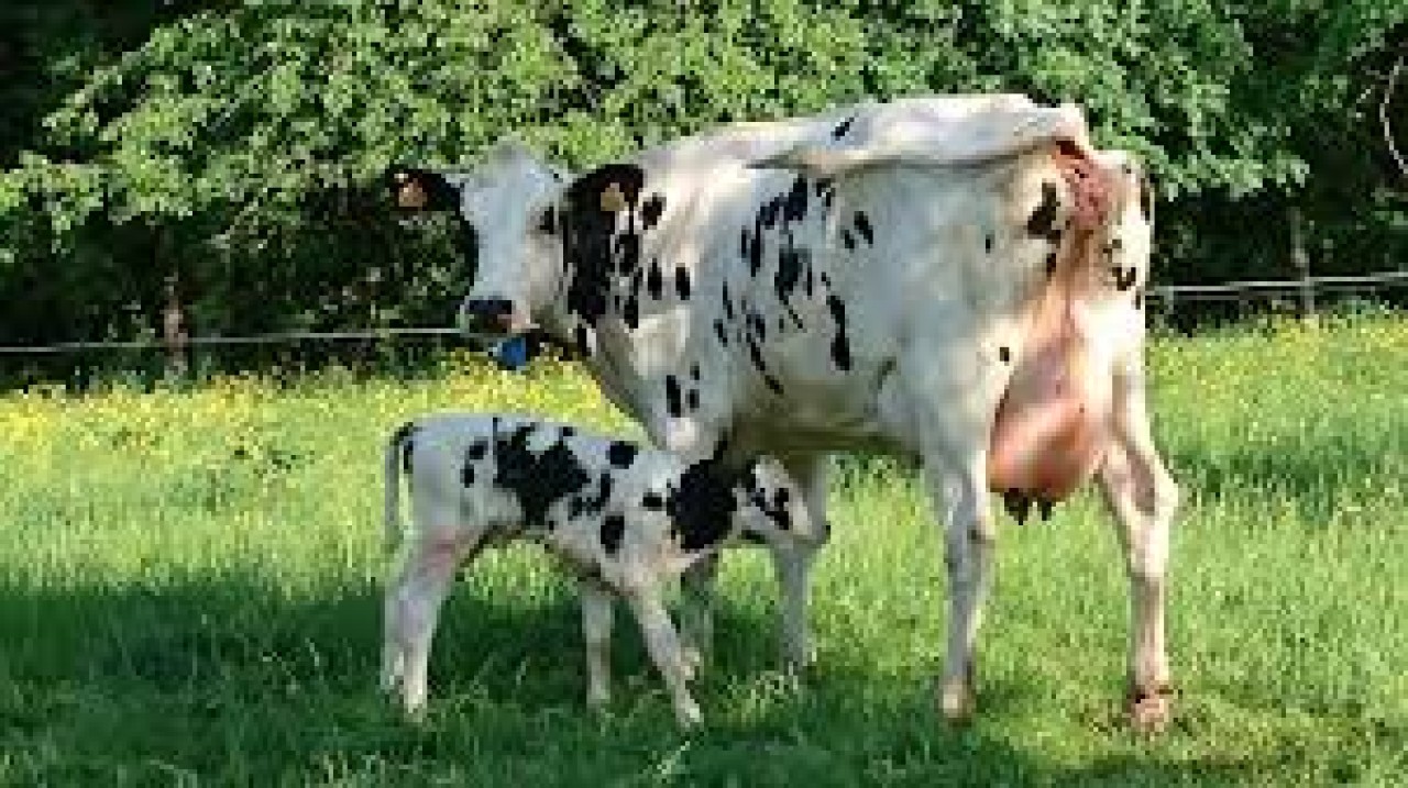 CLINIQUE VETERINAIRE DE LA SIENNE