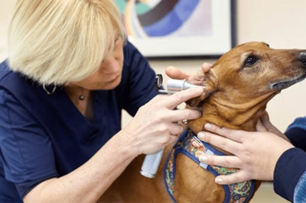 IVC EVIDENSIA France