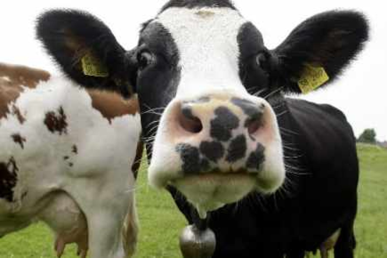 Vétérinaires Taupin Haferstoh