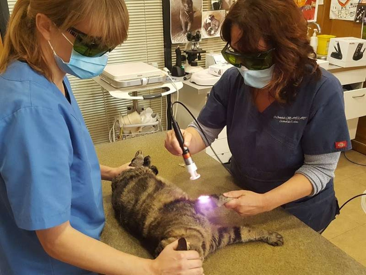 Cabinet Veterinaire De L'arche