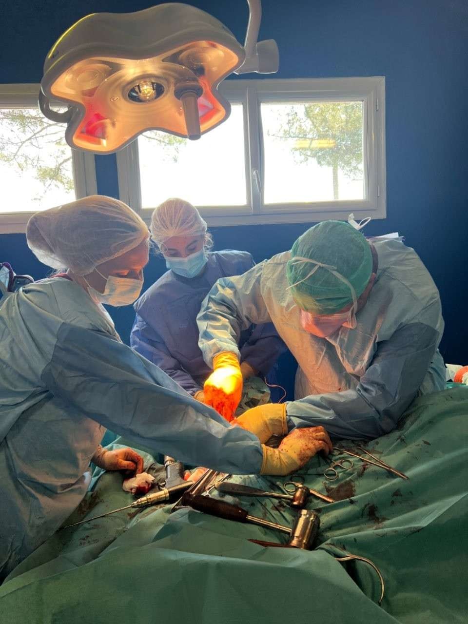 Clinique Veterinaire Equine La Teste De Buch