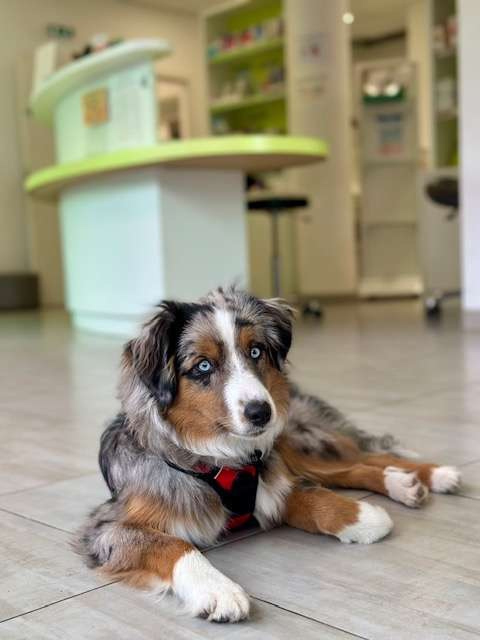 SELARL VETERINAIRE DES ROMAINS