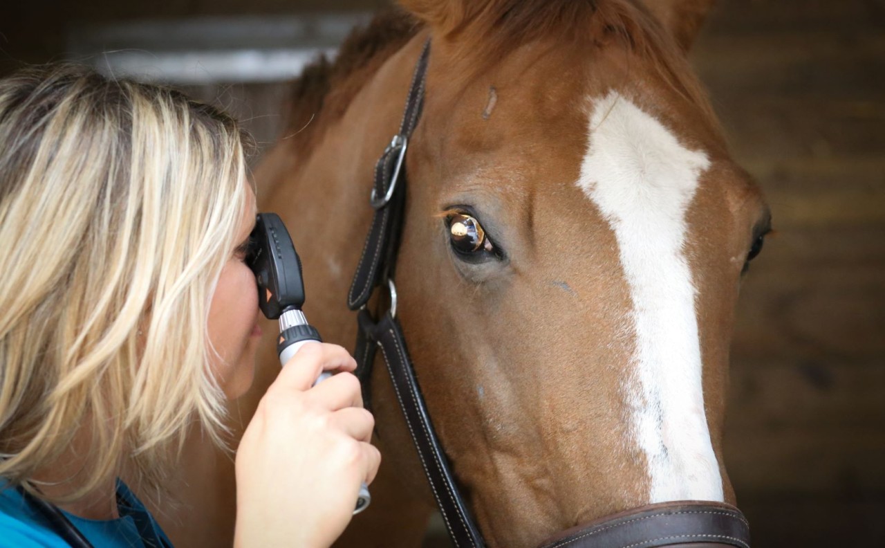 Equilyvet-Selarl Smca