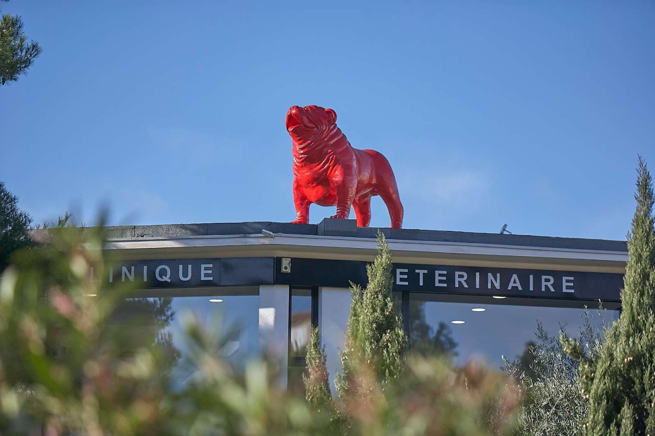 Clinique Veterinaire Daure