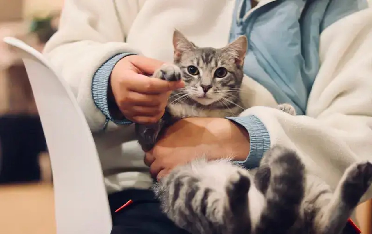 Réseau Univet