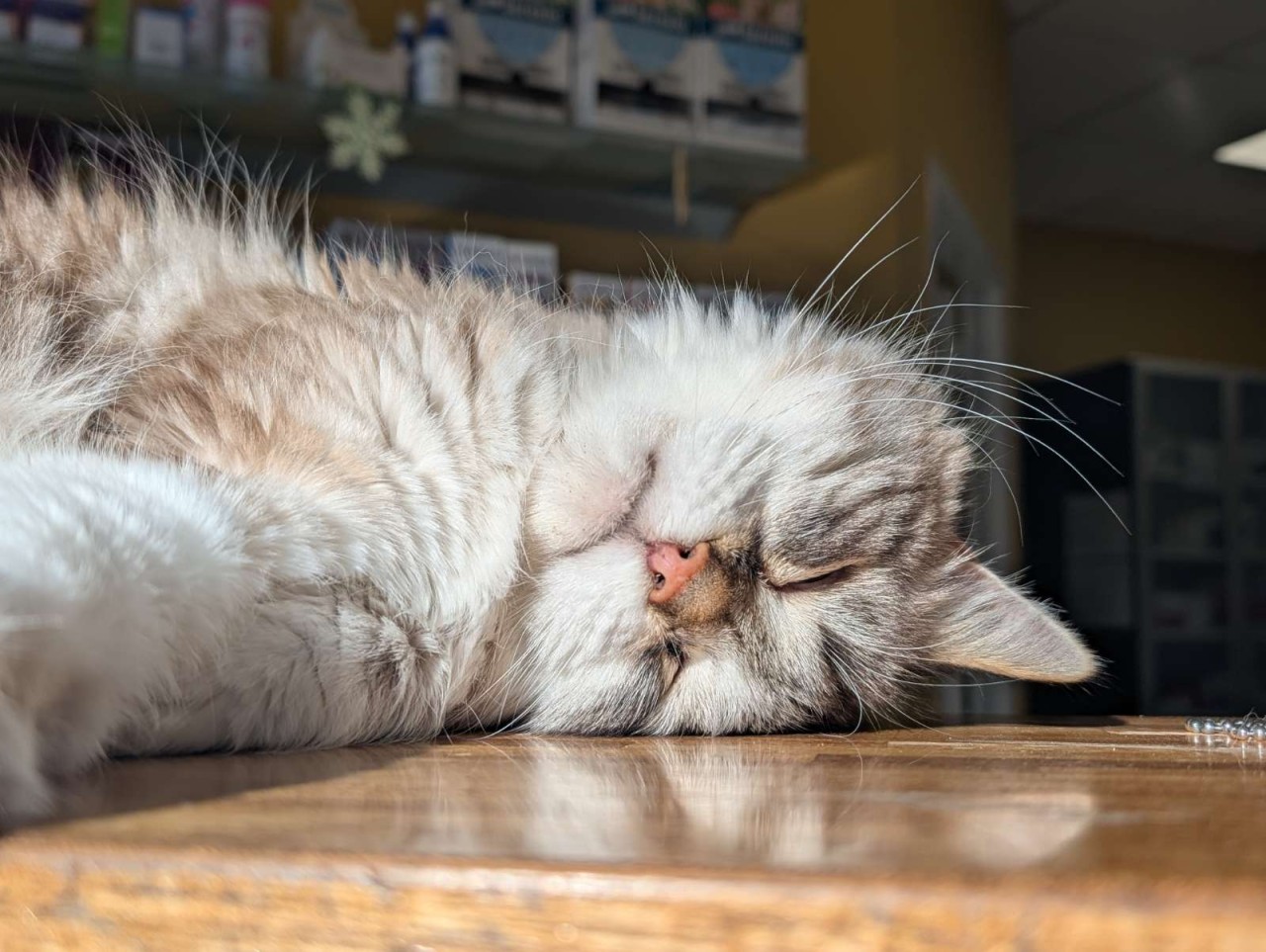 CLINIQUE VETERINAIRE DES ALPINS 