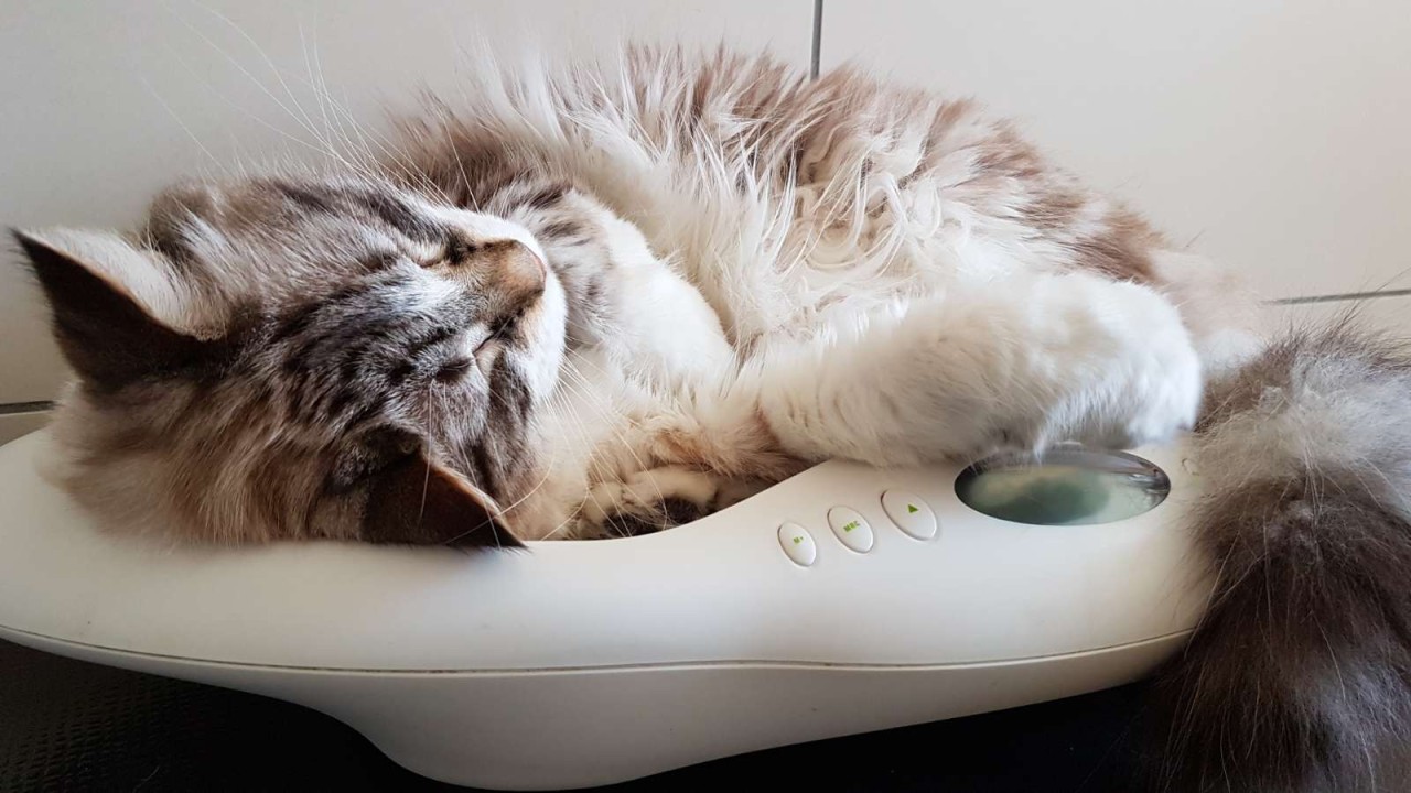 CLINIQUE VETERINAIRE DES ALPINS 