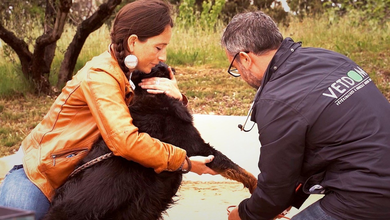 Sas Faget Viennet Veterinaires