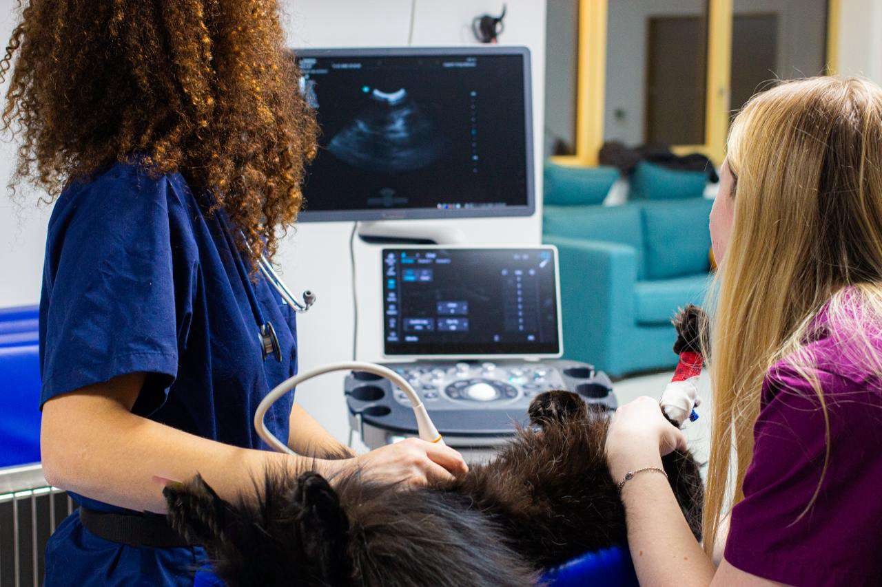 MAISONS DES URGENCES VETERINAIRES 